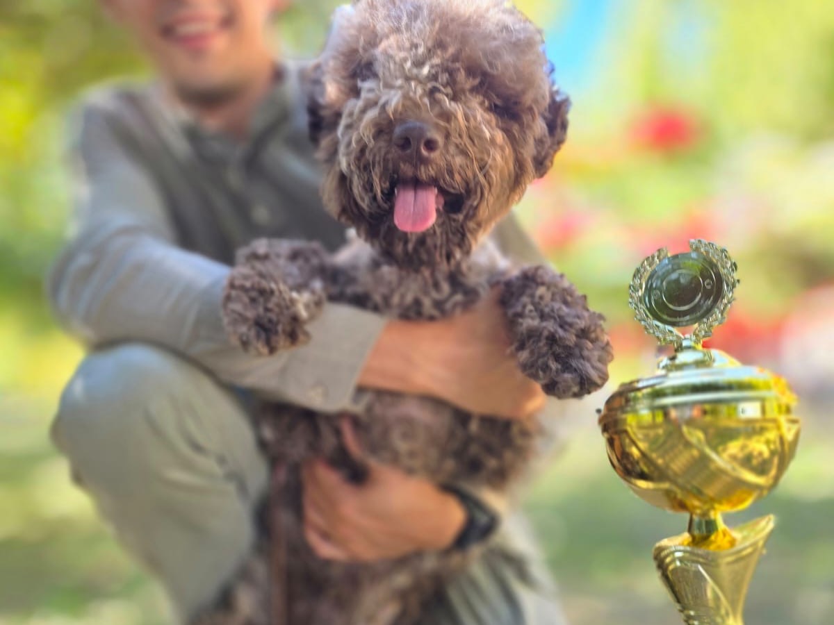 Fanny from Truffles Macedonia - Female Lagotto Romagnolo