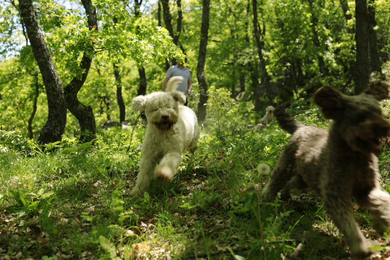 Brown and white Lagotto Romagnolo puppy running
