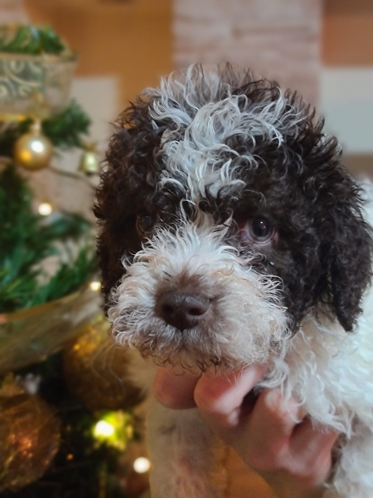 Brown Lagotto puppy at Christmas