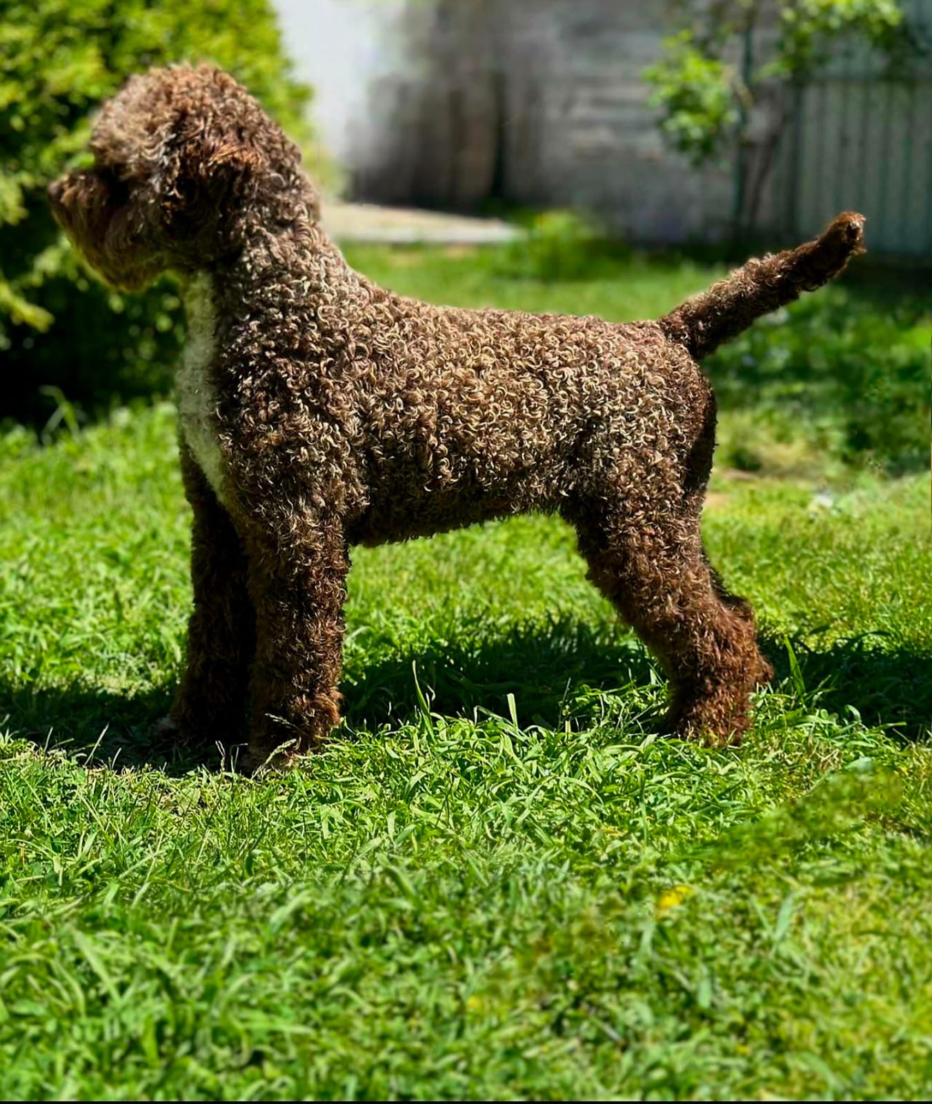 Brown Lagotto puppy on grass