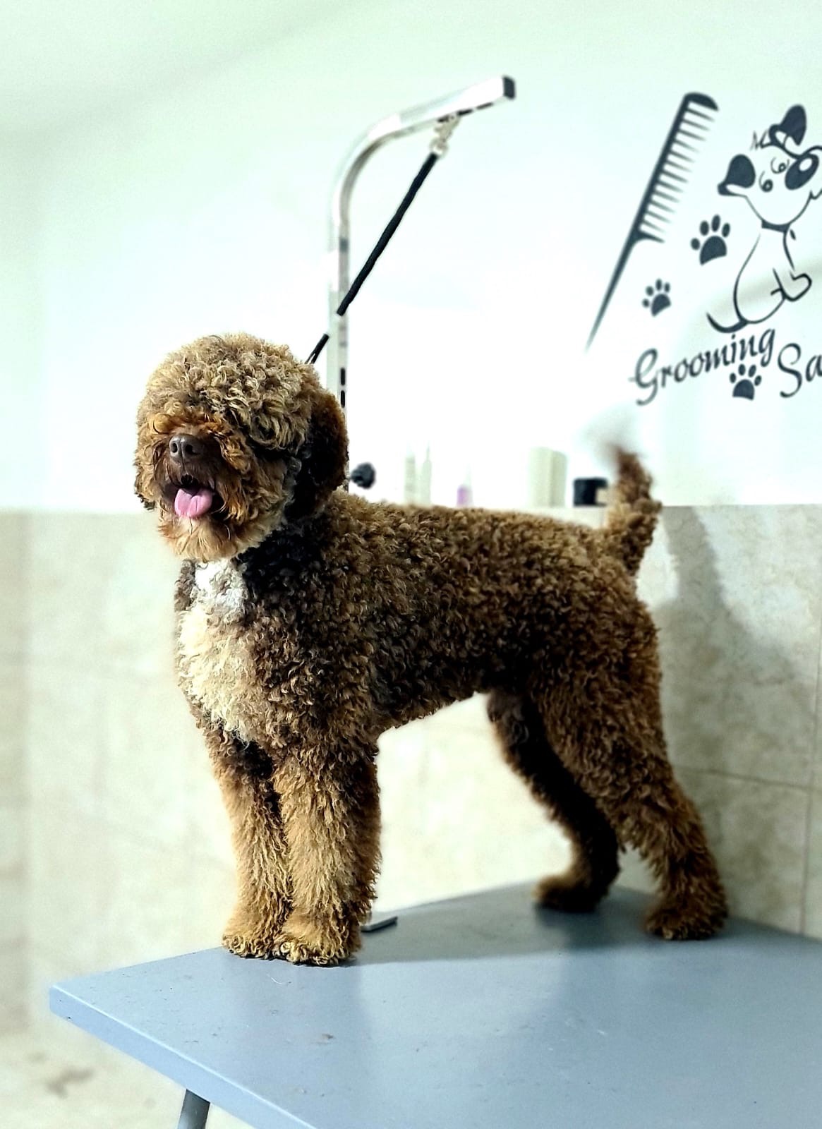 Brown Lagotto puppy standing portrait