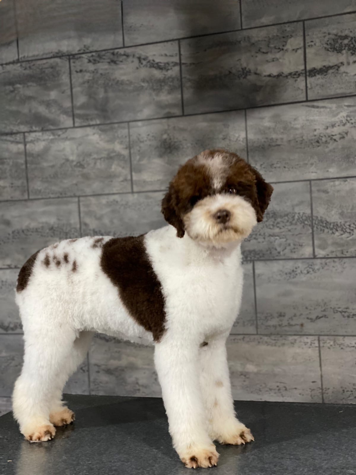 Brown and white Lagotto puppy