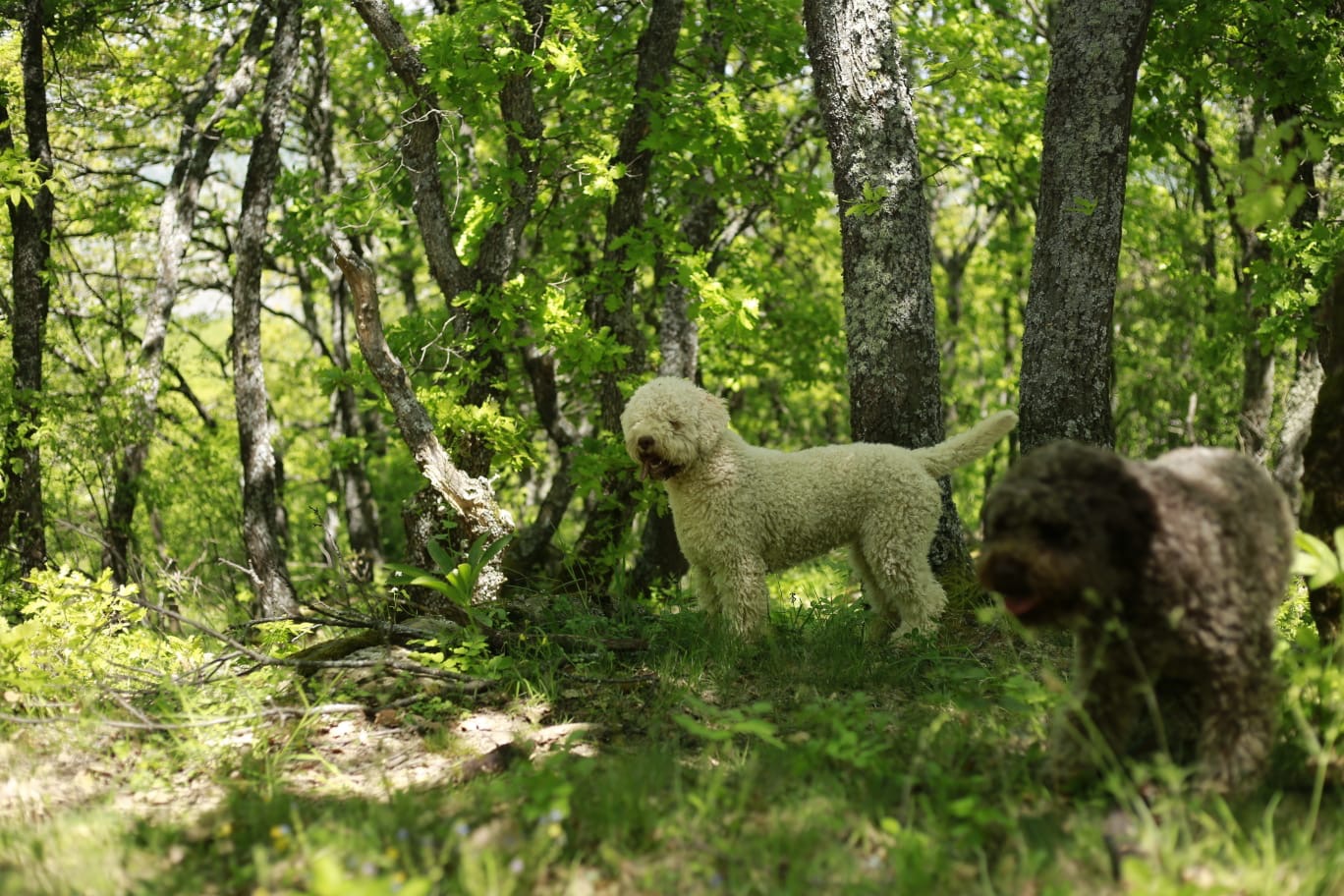 Lagotto Romagnolo puppy in forest showing characteristic curly coat and natural environment