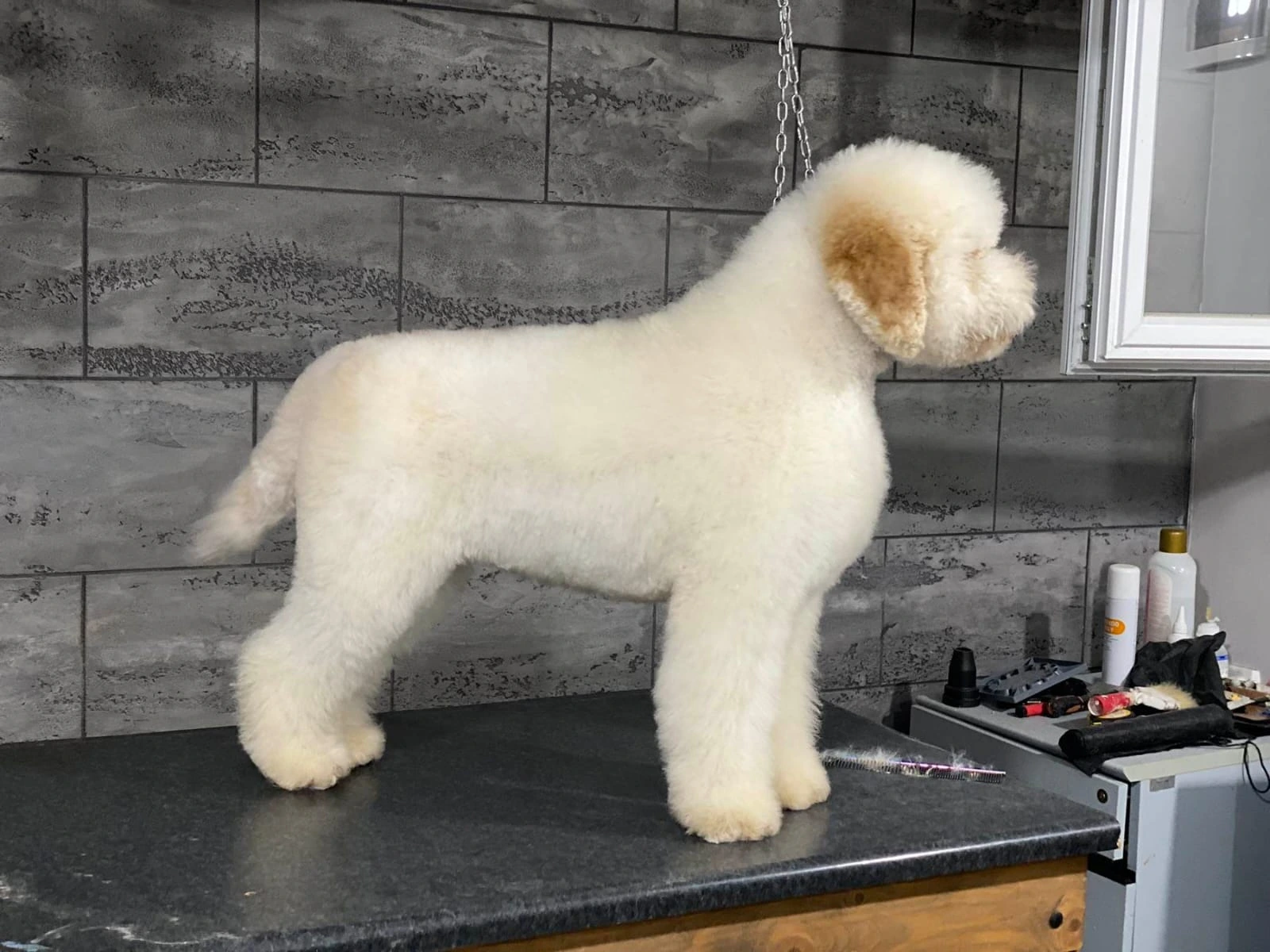 Kali from Truffles Macedonia - Female Lagotto Romagnolo