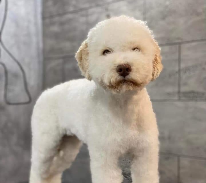 Lara from Truffles Macedonia - Female Lagotto Romagnolo