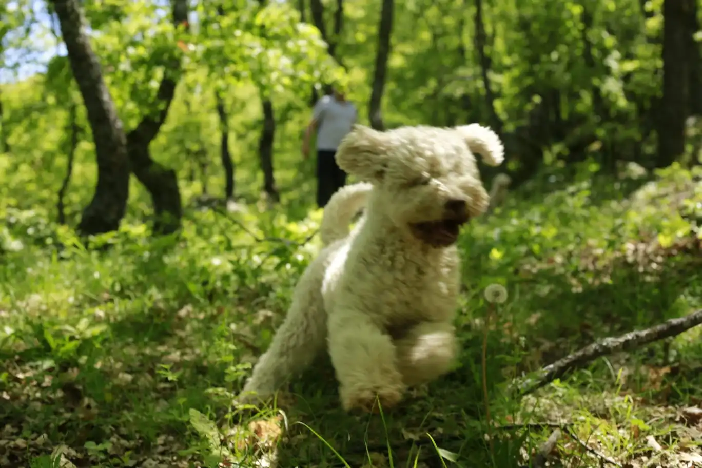 Bianka - Female Lagotto Romagnolo