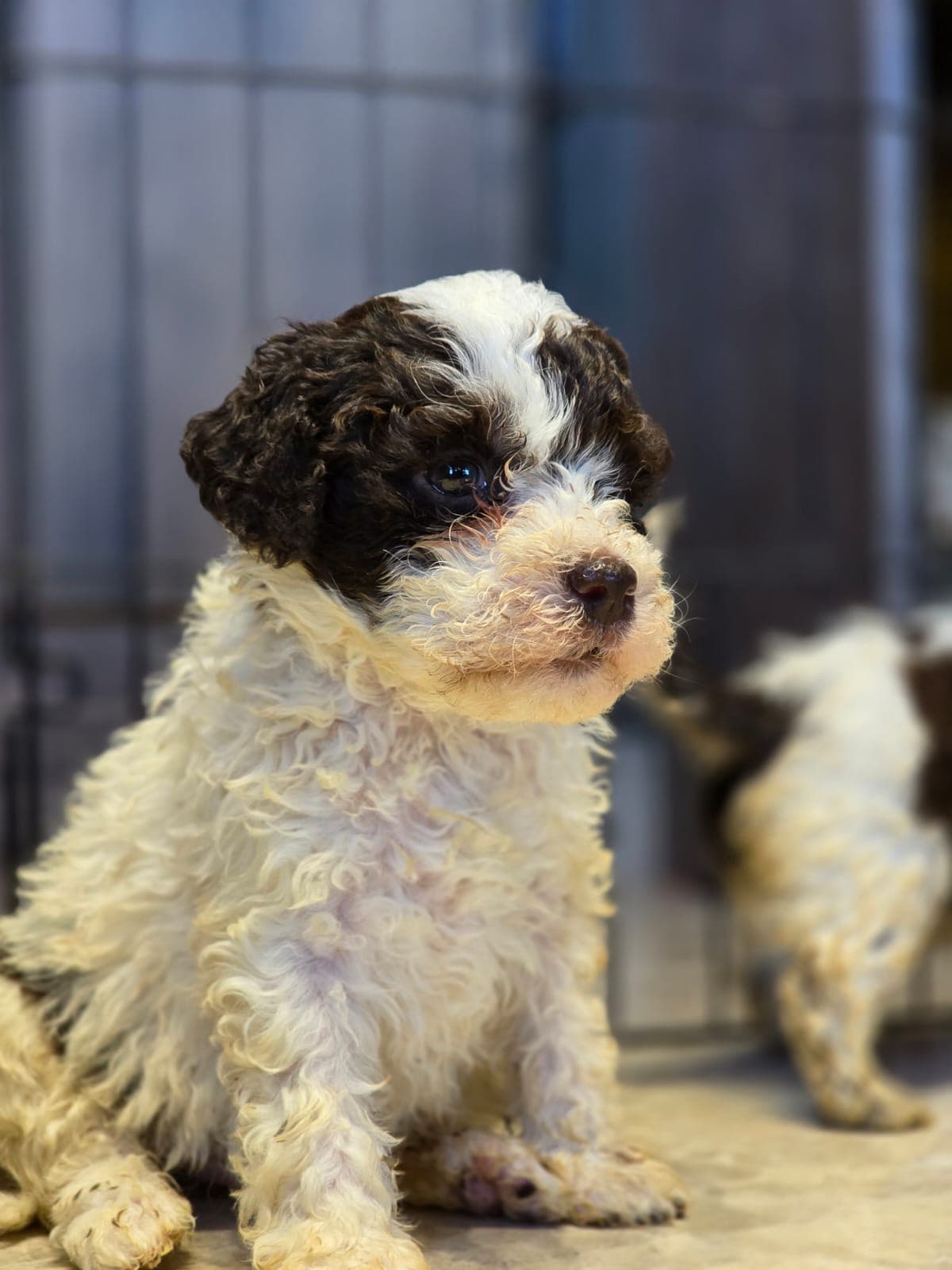 Lagotto Romagnolo puppy portrait with black and white markings